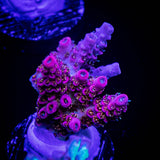 WWC Jello Shot Acro
