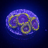 Smurfette Zoas
