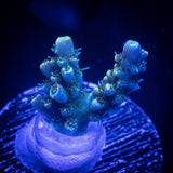 LRO Teal Latistella