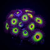 Bob Marley Zoas
