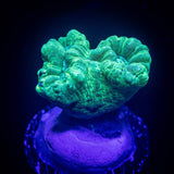 Teal Trumpets