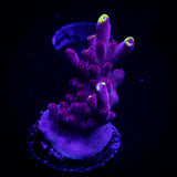 JF Fox Flame Acro