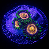 Lazer Lemon Zoas
