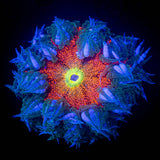 Ultra Rock Flower HOT