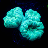 Teal Trumpets