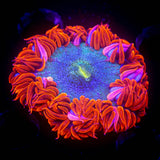 Ultra Rock Flower