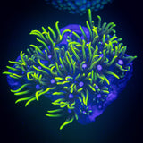 Neon Green Star Polyp
