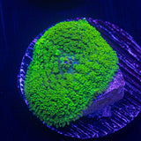 Toxic Green Rhodactis