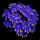 Orange Tip Clove Polyps