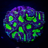 Toxic Favia