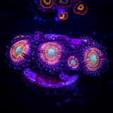 Peach Fusion Zoas