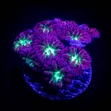 Cabernet Blasto