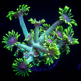 LRO Neon Lotus Goni