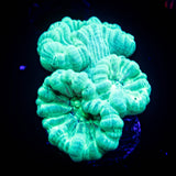 Teal Trumpets