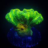 Space Invader Pectinia