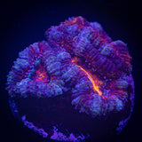 Lava Flow Acan
