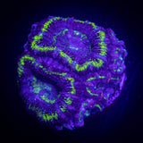 Green Ring Acan