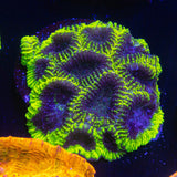 Black Hole Favia