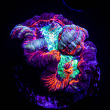 Firestorm Wilsoni