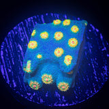 Spongebob Cyphastrea