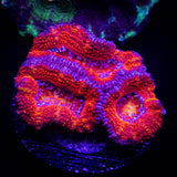 Magma Acan