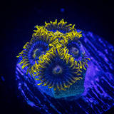 Smurfette Zoas