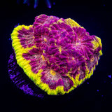 WWC Blood Diamond Favia