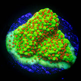 Yellow Fever Monti