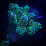 Pocillopora