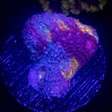 LRO Tye Dye Echinata
