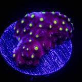 Bling Bling Cyphastrea