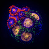 Snitch and Lazer Lemon Combo Zoas HOT HOT