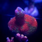 Grafted Digitata