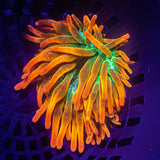 LRO Sol Vivo Anemone