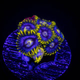 Smurfette Zoas
