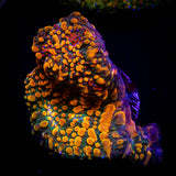 CC Cloudberry Chalice