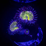 Frozen Apple Zoas