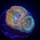 Prismatic Favia