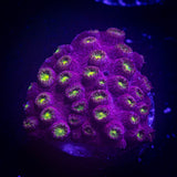 Bling Bling Cyphastrea
