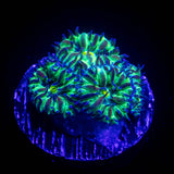 Northern Lights Blasto