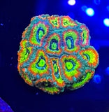 Berghia Nudibranch 3/4 in to 1 in