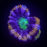 Alien Eye Acan