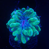 Pearl Bubble Coral