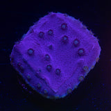 Purple Scroll Coral