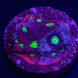 Bicolor War Coral