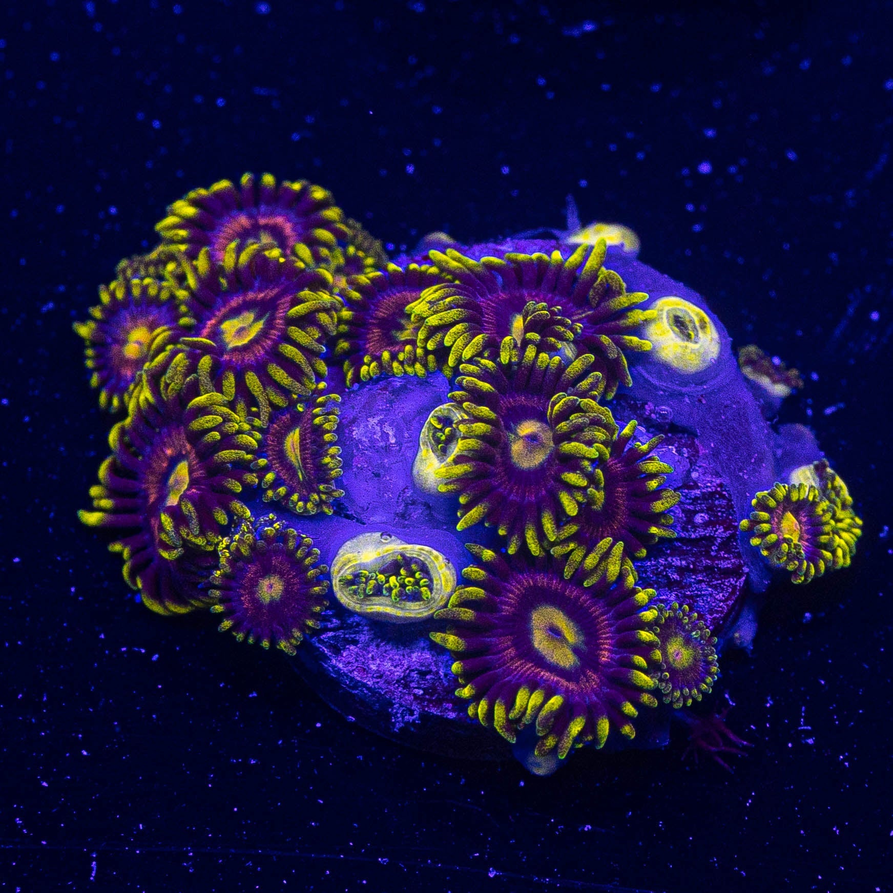 Mad Hatter Zoas