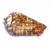 Tiger Conch