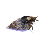 Red Leg Hermit Pack