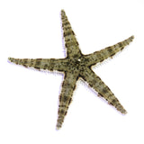 Sand Sifting Starfish